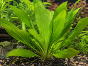Amazon sword plant with large green blade leaves rooted in aquarium substrate