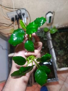 Anubias plant with healthy green leaves held above an aquarium