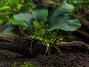 Healthy Anubias attached to driftwood with the rhizome sitting above the substrate