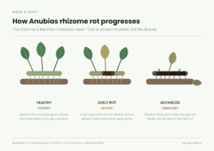 Three stages of Anubias rhizome rot: healthy firm rhizome, early soft dark patch, and advanced black mushy rhizome