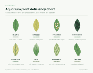 Chart comparing eight aquarium plant leaves: healthy, nitrogen, potassium, phosphorus, magnesium, iron, manganese and calcium deficiency