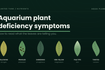 Six aquarium plant leaves showing nutrient deficiency symptoms: yellowing, pinholes, darkening, vein yellowing, pale tips and twisted growth
