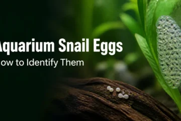 Clear jelly snail egg clutch on aquarium glass beside a plant leaf