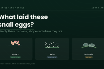 Mystery, Nerite and pest snail eggs compared by colour and where they are laid