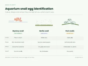 Aquarium snail egg identification: Mystery, Nerite and pest snail eggs compared