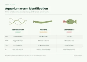 Diagram comparing detritus worm, planaria and camallanus worm by body shape, movement and location