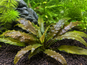 Aquarium plant leaf in my tank with small pinholes through the blade