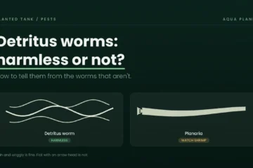 Detritus worm and planaria compared, showing which aquarium worm is harmless