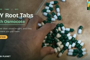Homemade aquarium root tabs made from gel capsules filled with Osmocote