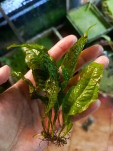 Java fern with visible rhizome and roots held in hand