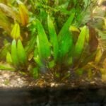 Cryptocoryne plants growing in a planted aquarium with gravel substrate