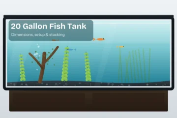 Set up 20 gallon long fish tank on a stand, planted with driftwood, aquatic plants, and community fish