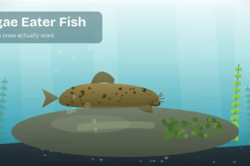 Bristlenose pleco grazing algae off a rock in a planted freshwater aquarium