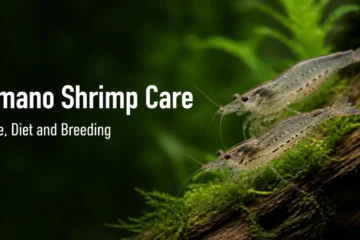 Amano shrimp grazing on moss-covered driftwood in a planted aquarium
