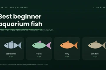 Beginner aquarium fish with tank sizes: zebra danio, guppy, platy and corydoras