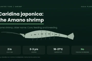 Caridina japonica, the Amano shrimp, with size, lifespan, temperature and freshwater breeding facts