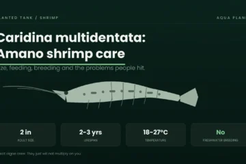 Caridina multidentata Amano shrimp showing size, lifespan, temperature range and that it will not breed in freshwater