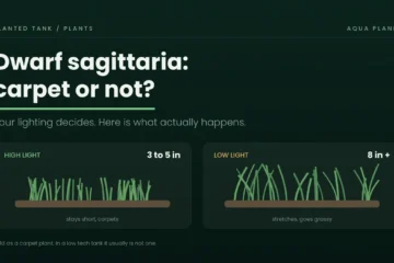 Dwarf sagittaria compared under high light and low light, showing it stays short or stretches tall