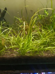 Dwarf sagittaria growing tall and grassy in a low light aquarium rather than forming a flat carpet