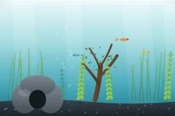 Decorated freshwater aquarium with driftwood, a rock cave, live plants, and small fish