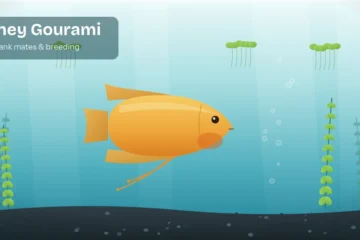 Golden honey gourami with long trailing feeler fins swimming in a planted freshwater aquarium