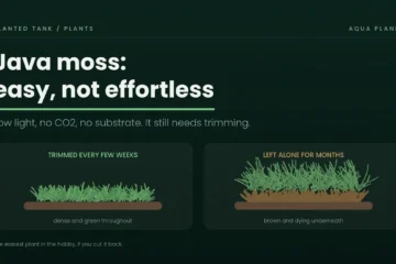 Java moss trimmed and dense compared with untrimmed moss going brown underneath Category: Plants That is twelve Aqua Planet articles now, all with featured images. Java moss is your biggest keyword yet at 9.9K US and KD 16, and the article has three of your own videos in it. One thing still open on it: the URL for the attach-with-thread video, so I can finalise that marked link. Java moss featured Image · WEBP  Java moss featured Image · PNG 