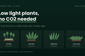 Low light aquarium plants that need no CO2: Anubias, Java fern, Vallisneria and Java moss