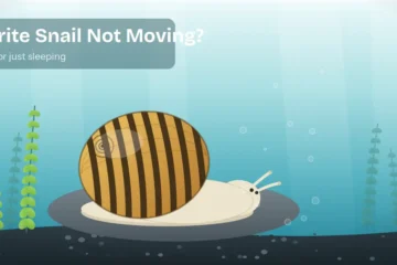 Illustrated zebra nerite snail resting on a rock in a planted aquarium, striped shell with body and tentacles showing