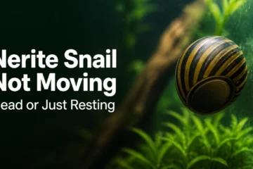Zebra nerite snail resting on aquarium glass with its trapdoor closed