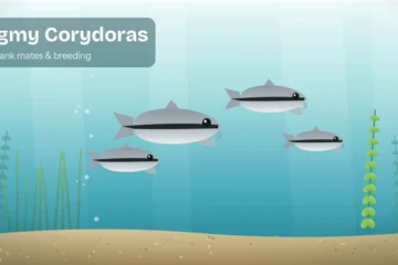Shoal of pygmy corydoras with a single black stripe hovering in midwater above sand in a planted aquarium