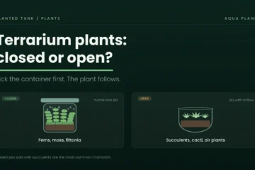 Closed terrarium with ferns and moss compared with an open bowl of succulents