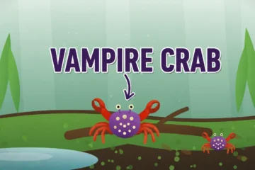 Purple vampire crab with cream spots and orange legs on driftwood in a mossy paludarium with a shallow water pool