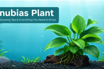 Anubias plant growing on driftwood in a planted aquarium, showing its broad green leaves and healthy growth.