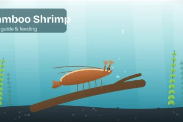 Bamboo shrimp perched on driftwood with its fan hands open, filter feeding in the current of a planted aquarium