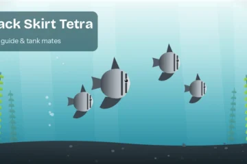 School of black skirt tetras with silver-to-black bodies and flowing black skirt fins in a planted aquarium