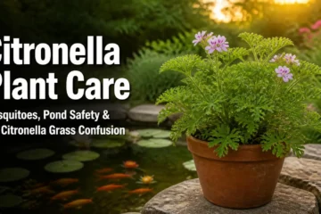 Citronella plant in a terracotta pot beside a backyard pond with goldfish