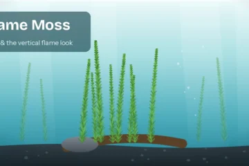 Green flame moss growing upward in vertical spires on rock and driftwood in a planted aquarium