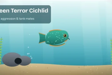 Turquoise-green green terror cichlid with orange-edged fins and a forehead hump over sand and rocks in an aquarium