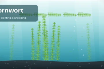 Bushy green hornwort with feathery needle whorls growing and floating in a planted aquarium