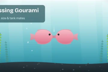 Two pink kissing gouramis lip to lip in a planted aquarium, showing their signature kissing behavior