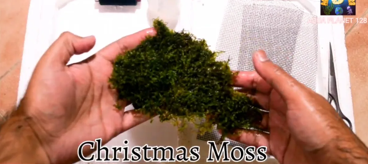 Handful of aquarium moss spread out flat before attaching it to stainless steel mesh