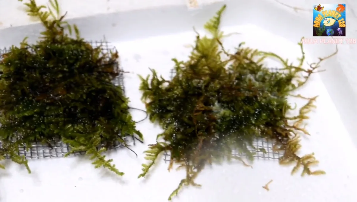 Two pieces of aquarium moss spread thinly over squares of stainless steel mesh