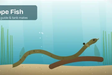 Long, snake-like olive rope fish winding over driftwood and sand in a planted aquarium