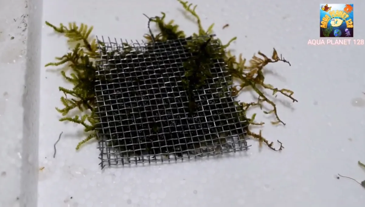 Aquarium moss sandwiched between two layers of stainless steel mesh with strands poking through