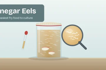 Vinegar eel culture in a jar of apple cider vinegar with apple slices and a magnifier showing the tiny eels