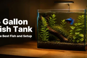 Planted 5 gallon fish tank with a single betta fish on a wooden desk