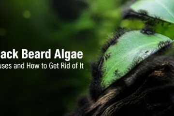 Black beard algae tufts growing on an anubias leaf and driftwood in a planted aquarium