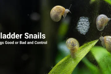 Bladder snails with thin glossy shells and a clear egg clutch on aquarium glass