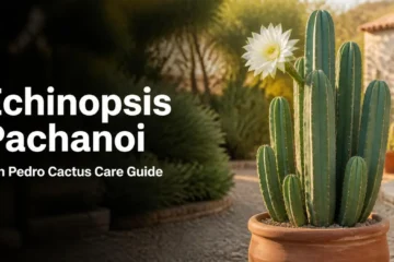 Echinopsis pachanoi San Pedro cactus with a white flower growing in a terracotta pot in full sun