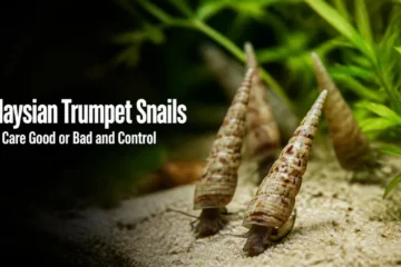 Malaysian trumpet snails with pointed cone shells crawling on aquarium sand